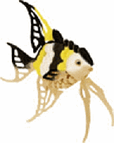Angel Fish picture