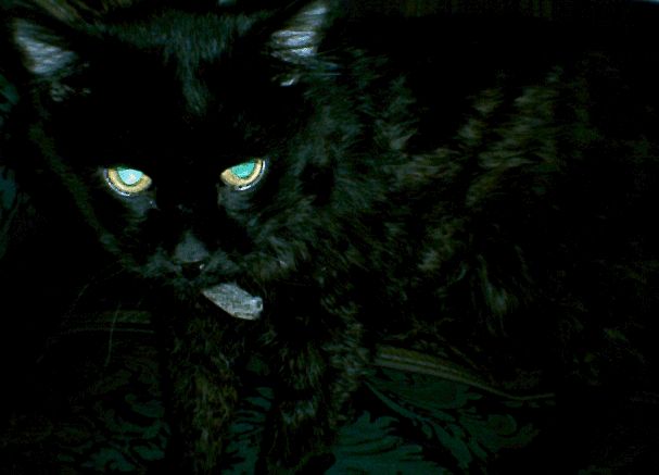 our cat Sylvester